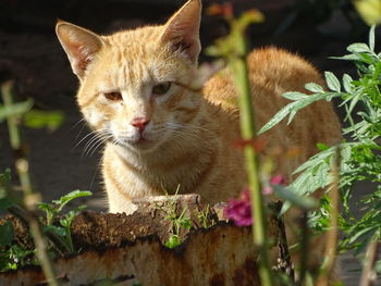 Portrait of cat on plant