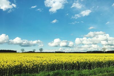 Scenic view of oilseed rape field against sky