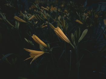 Close-up of yellow flower on field