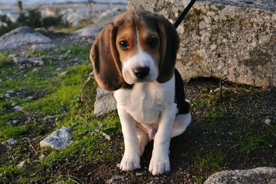 Portrait of dog sitting by rock