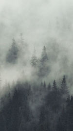 Trees in forest during foggy weather