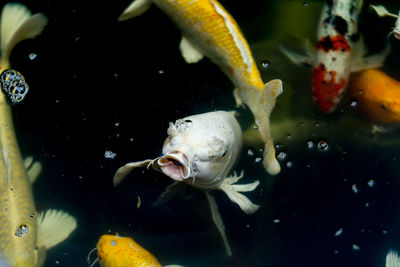 Close-up of fish swimming in sea