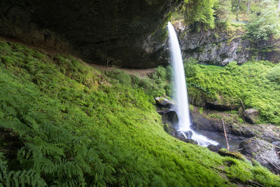 Scenic view of waterfall in forest