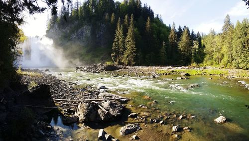 Scenic view of waterfall in forest