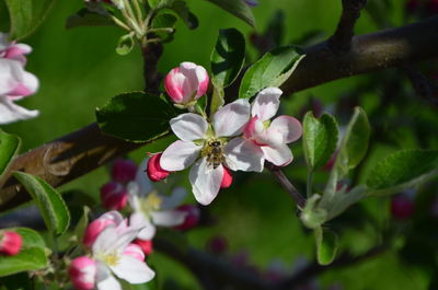 Close-up of pink flowers