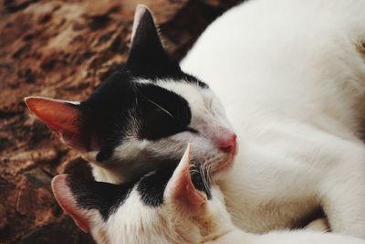 Close-up of a cat