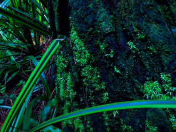 View of trees in forest