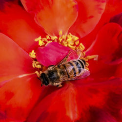 Close-up of bee on red flower