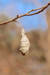 Close-up of dry leaves hanging on branch