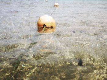 High angle view of duck swimming in sea