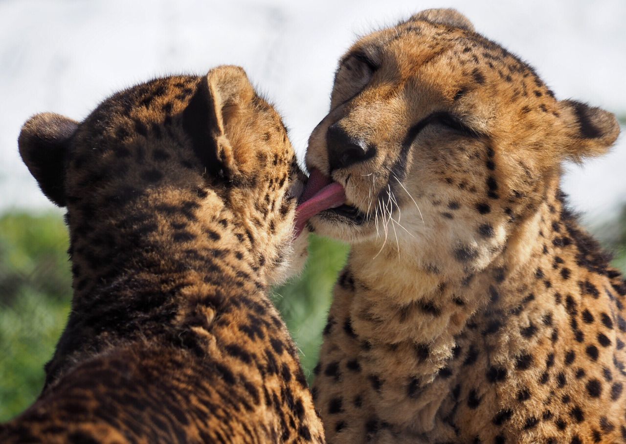 animal themes, one animal, mammal, animals in the wild, wildlife, relaxation, close-up, resting, focus on foreground, animal head, safari animals, two animals, animal markings, no people, nature, zoology, day, outdoors, feline, side view