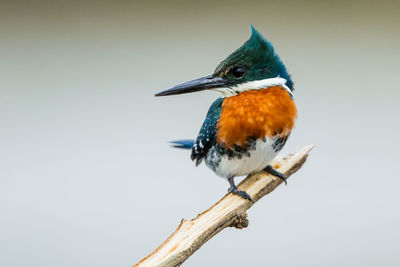 Close-up of bird perching on a branch