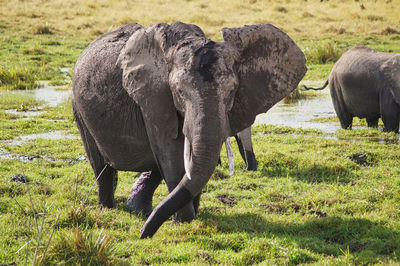 Elephant grazing in a field