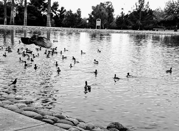 Birds swimming in lake