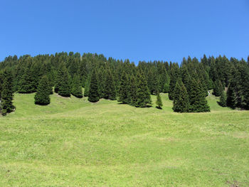 Scenic view of pine trees against clear blue sky