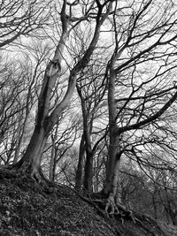 Bare trees on landscape against sky