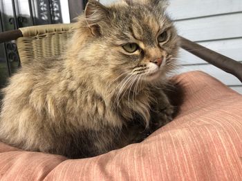 Close-up of cat looking away