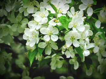 Close-up of white flowers blooming outdoors