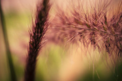 Close-up of wheat growing against sky