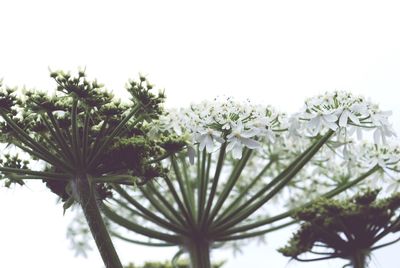 Close-up of plants against clear sky