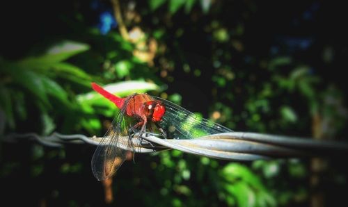 Close-up of dragonfly on plant