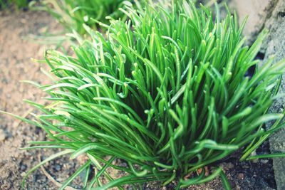 Close-up of fresh green plant in field