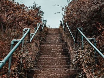 Low angle view of steps amidst trees in forest against sky