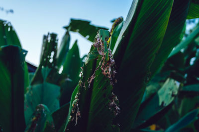 Close-up of leaves on plant