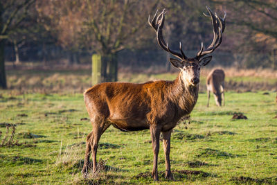 Deer standing in a field