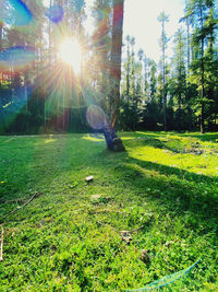 Sunlight streaming through trees on field during sunny day