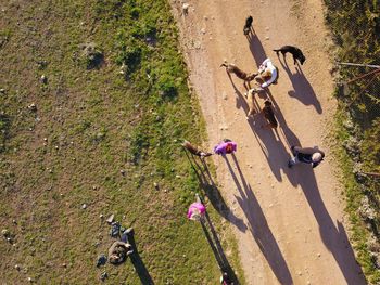 High angle view of birds flying over field