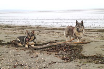 Dog on beach against sea