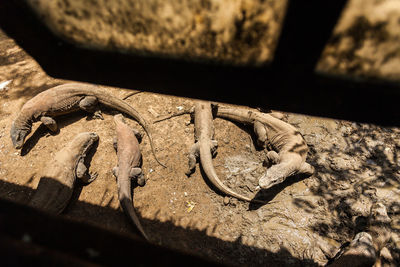 High angle view of a horse