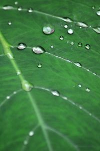 Close up of leaves