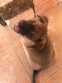 High angle view of dog looking away