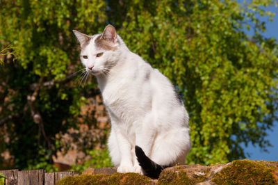 Cat looking away against trees