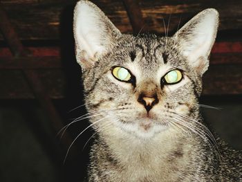 Close-up portrait of cat