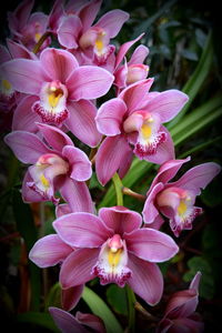 Close-up of flowers