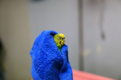 Close-up of blue parrot