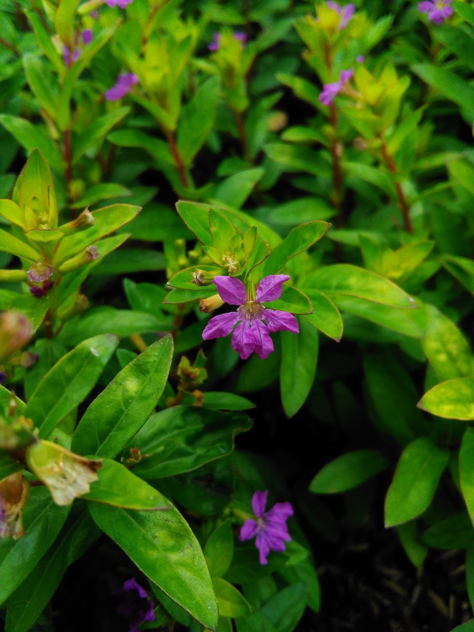 CLOSE-UP OF PURPLE FLOWERING PLANTS