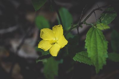 Close-up of yellow flowering plant