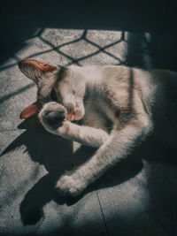 Nyaww of cat sleeping on floor at home