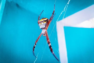 Close-up of spider on web