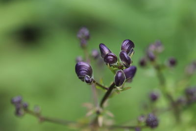 Close-up of purple flower buds