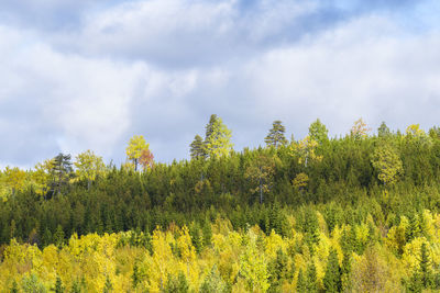 Scenic view of trees in forest against sky