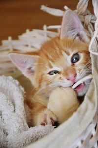 Close-up portrait of a kitten