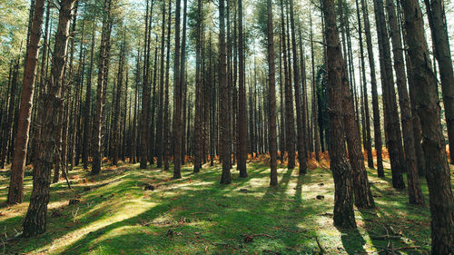 Pine forest in the autumn season