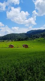 Scenic view of agricultural field against sky