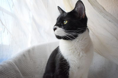 Close-up of a cat looking away