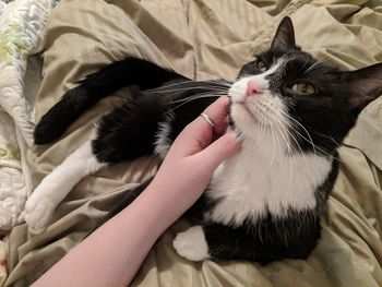 Close-up of hand holding cat on bed